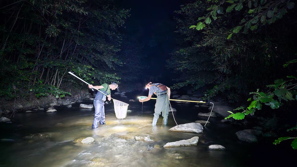 Asprete fishing at night